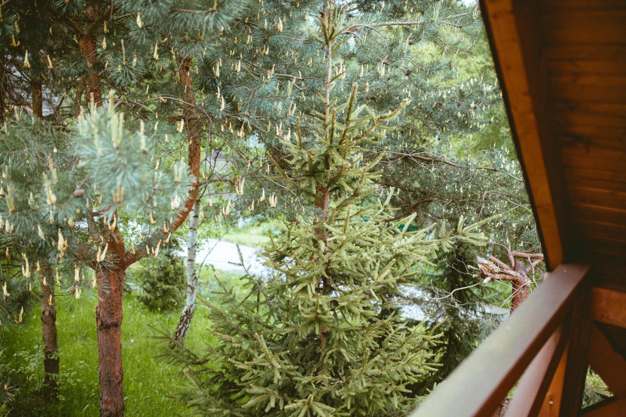 Chalet Na Gorniej Lace - Gorny Lazany
