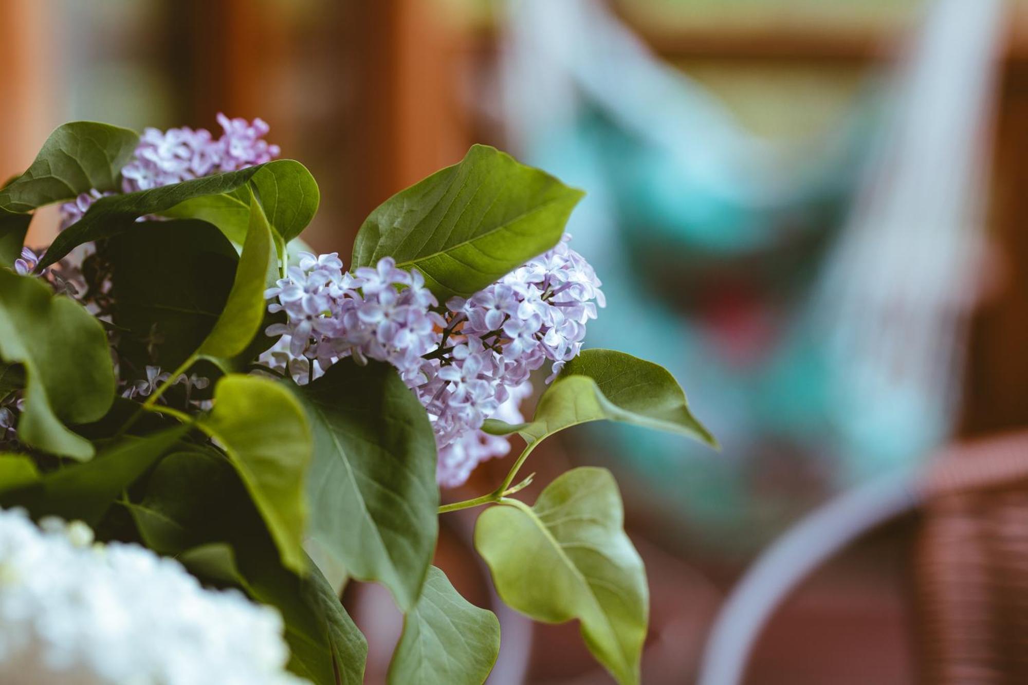 Chalet Na Gorniej Lace - Gorny *